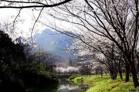 宛委山· 樱花林